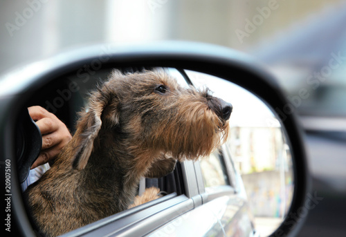 Cane bassotto in viaggio in auto photo