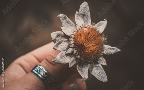 Hand holding dead flower with vintage tumblr light photo