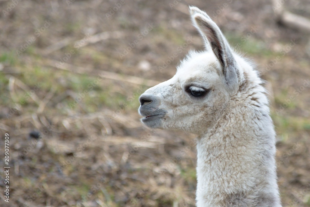 Obraz premium White baby llama portrait 