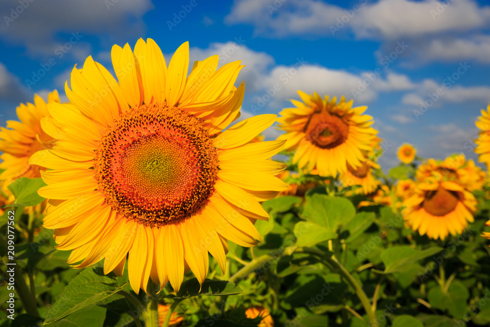 nice yellow sunflowers nice yellow sunflowers