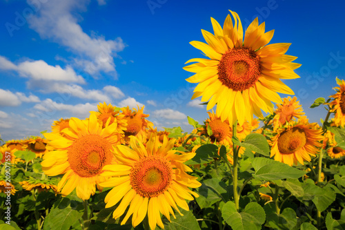 sunflowers in sunny day