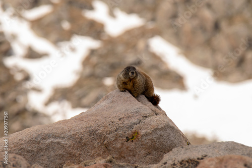 Marmot, Mt. Evans, Colorado
