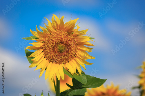 nice yellow sunflower
