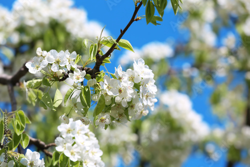 Beautiful blossoming tree branch on spring day © Pixel-Shot