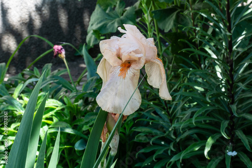 Fototapeta Naklejka Na Ścianę i Meble -  A flower of beige iris in a summer garden