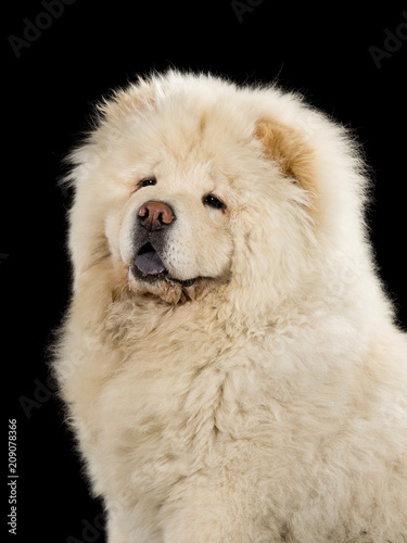 Chow Chow puppy portrait with black background.