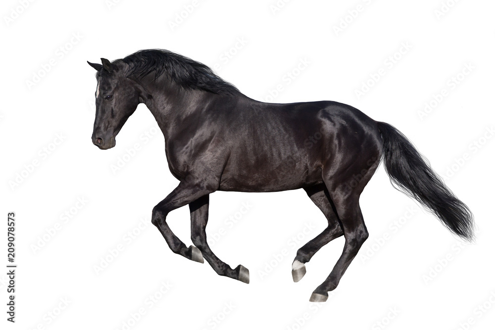 Fototapeta Czarny koń bieg galop na białym tle