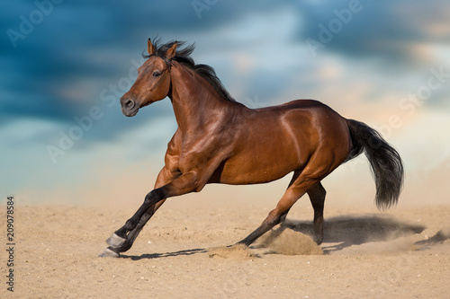 Bay stallion with long mane run in desert dust against sky