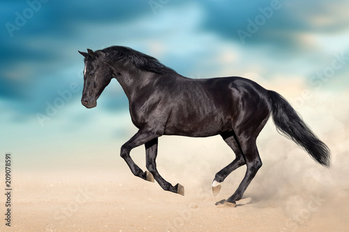 Black stallion with long mane run in desert dust against blue sky