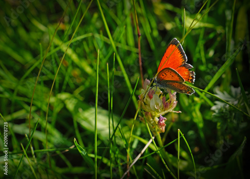 Black potted red cracker butterfly sitting on green grass