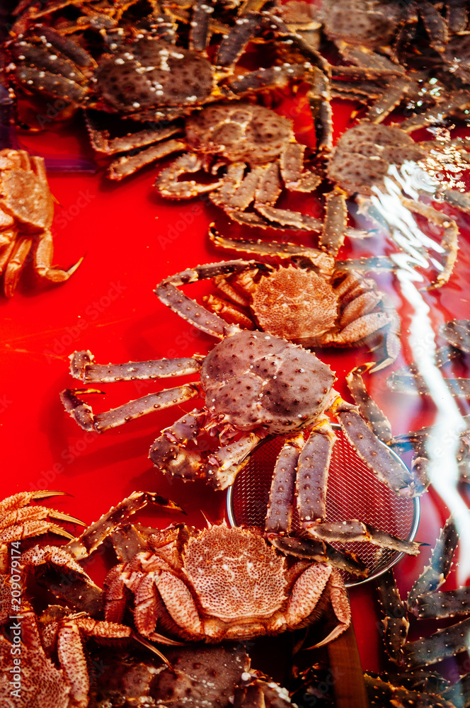 Live Japanese king crabs and zuwai crab at fish market in Hokkaido Stock Photo Adobe Stock