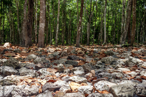 Fallen dry leaves lie between the stones
