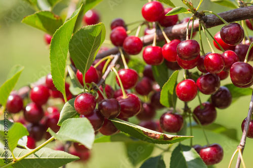 Bunch of ripe sour cherries hanging on a tree