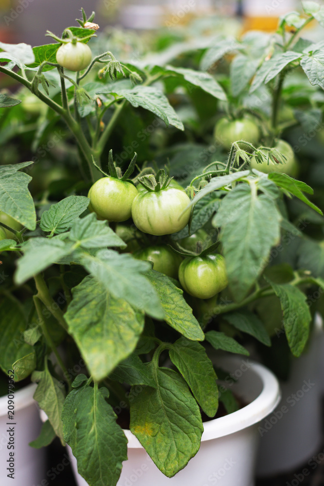 Fototapeta premium Green fresh tomatoes in pots. Summer market. Natural concept
