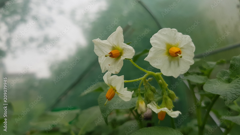 Obraz premium Kartoffelblüte