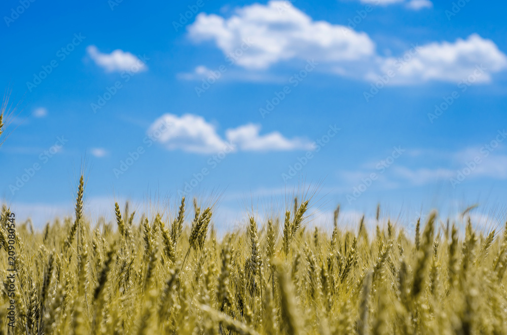 Yellow wheat spike on sky background Yellow wheat spike on sky background