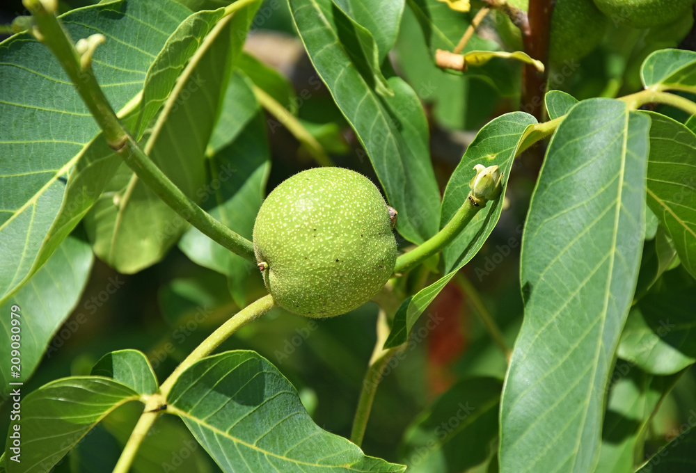 Green walnut in the tree