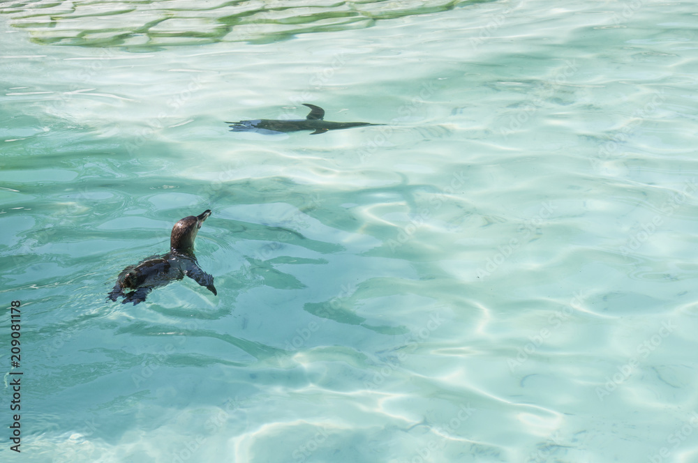 Obraz premium A couple pf Humboldt Penguins are swimming in the blue water of the sea. African penguins.