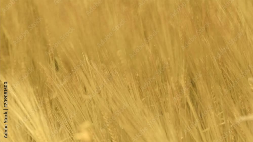 Yellow wheat field on a windy day. Close up. Countryside landscape, agricultural fields, meadows, farmlands in spring. Environment friendly farming, industrial agriculture concept Yellow wheat field on a windy day. Close up. Countryside landscape, agricultural fields, meadows, farmlands in spring. Environment friendly farming, industrial agriculture concept