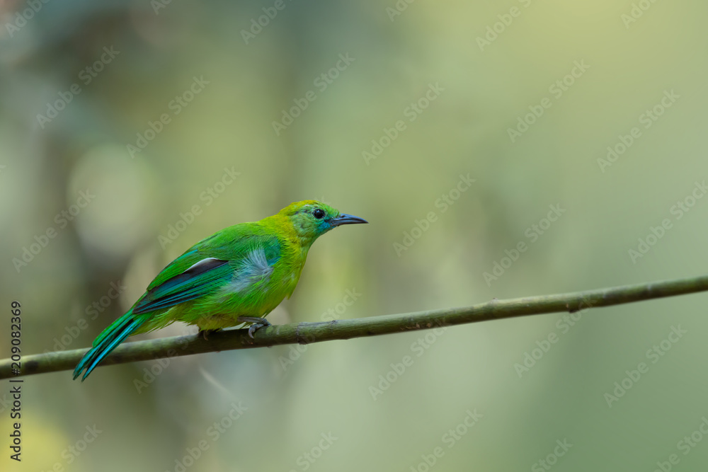 Bird in green color.Blue winged leafbird perching on bamboo rod over the pond with blurred green background,side view. Bird in green color.Blue winged leafbird perching on bamboo rod over the pond with blurred green background,side view.