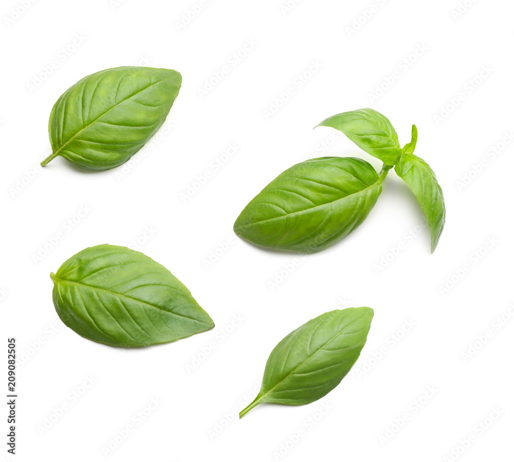 Fresh basil leaves on white background
