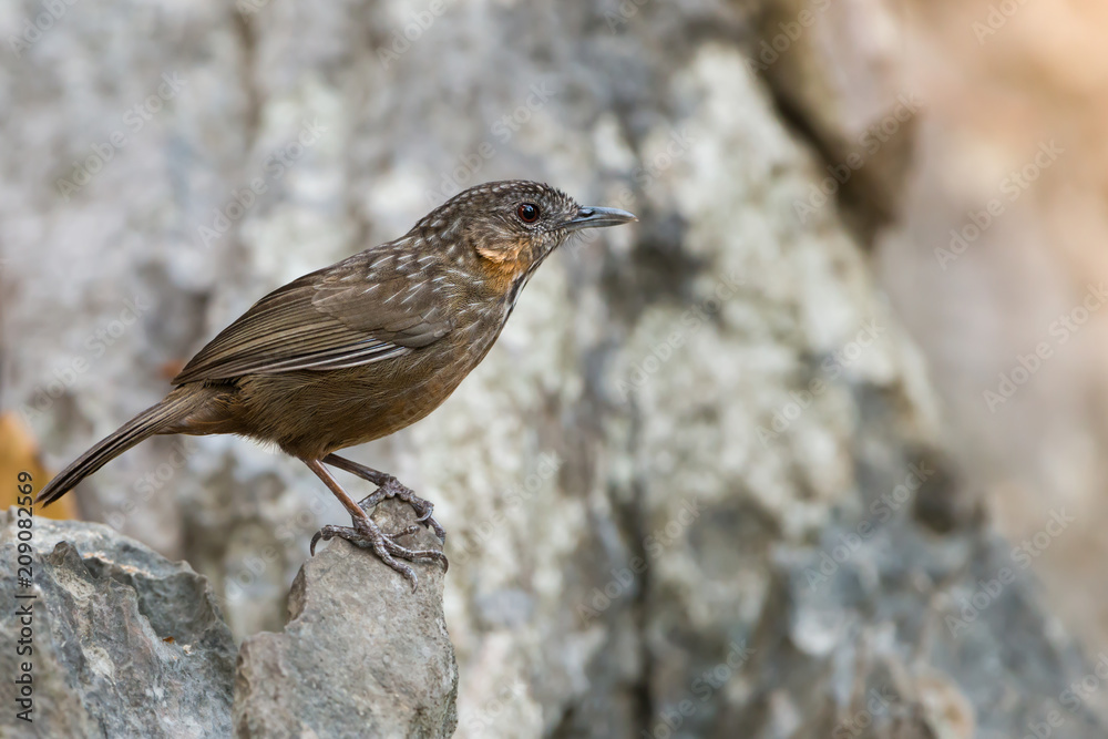 Brown bird at limestone area,side view. Limestone wren babbler bird perching on rock cliff. Brown bird at limestone area,side view. Limestone wren babbler bird perching on rock cliff.