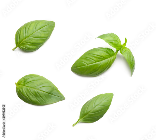 Fresh basil leaves on white background