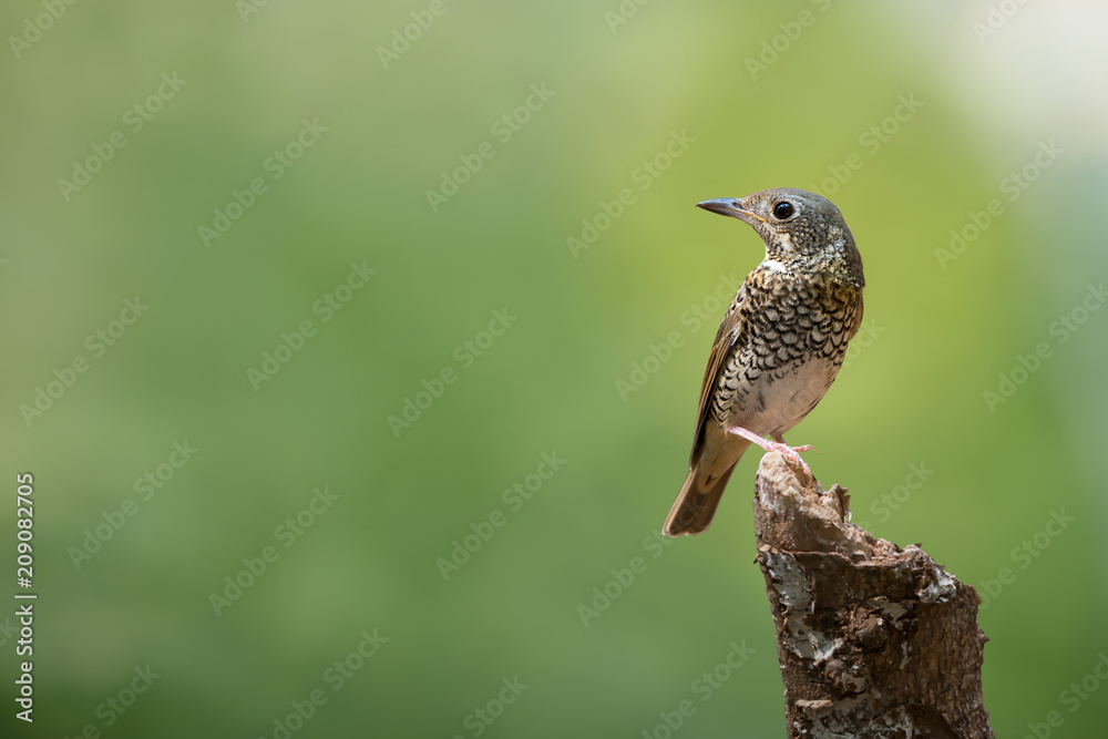Colorful bird with white throated..White throated rock thrush female bird perching on log looking backward with natural blurred background, front view. Colorful bird with white throated..White throated rock thrush female bird perching on log looking backward with natural blurred background, front view.