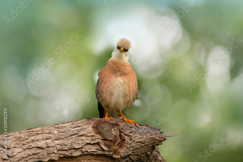 Humorous bird front view.Starling bird with fluffy plumage looking at photographer ,natural blurred background.