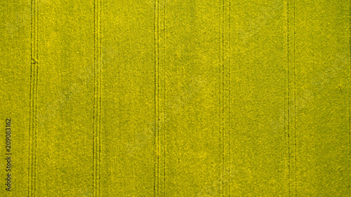 Photography background yellow field with rapeseed