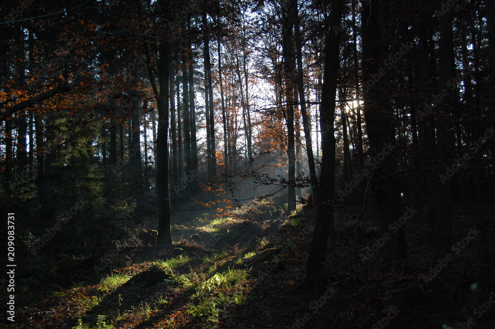 Fototapeta premium Licht und Schatten - Herbstimpressionen