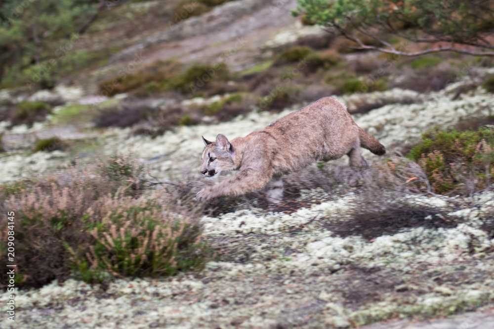 Obraz premium An endangered Florida PantherCougar(Puma concolor