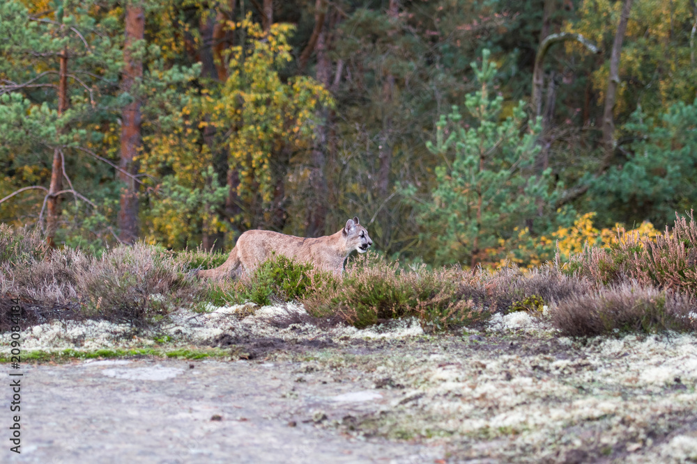 Fototapeta premium An endangered Florida PantherCougar(Puma concolor