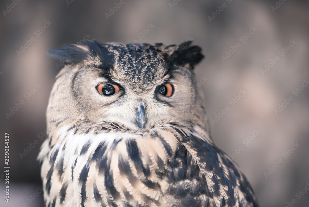 Owls are the most recognizable nocturnal bird species. Owls are the most recognizable nocturnal bird species.