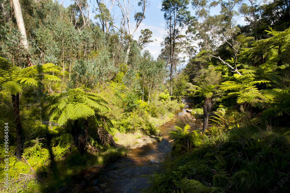 Fototapeta premium Giant Tree Ferns - Blue Mountains - Australia