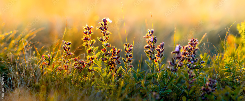 Naklejka premium dzikie kwiaty i zbliżenie trawy, poziome zdjęcie panoramy