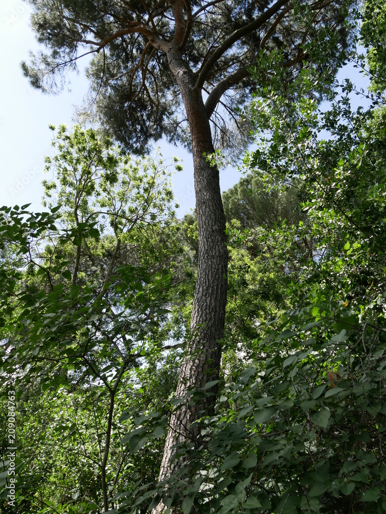 Fototapeta premium Parque del capricho