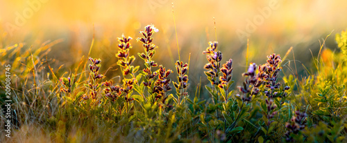 Fotografie, Obraz wild flowers and grass closeup, horizontal panorama photo