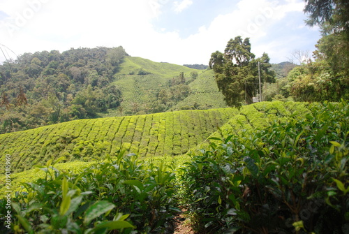 Beautiful tea plantations of Cameron Highlands in Malaysia photo