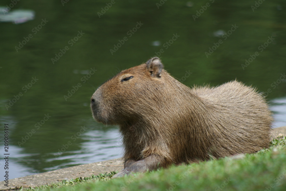 Fototapeta premium capybara