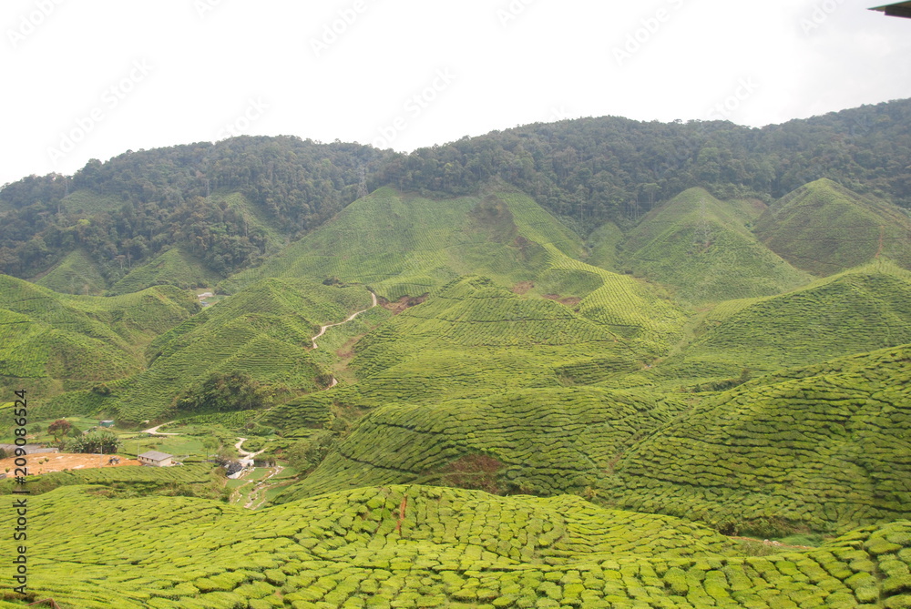 Beautiful tea plantations of Cameron Highlands in Malaysia