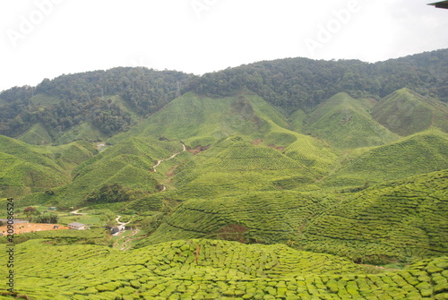 Beautiful tea plantations of Cameron Highlands in Malaysia © Ilona