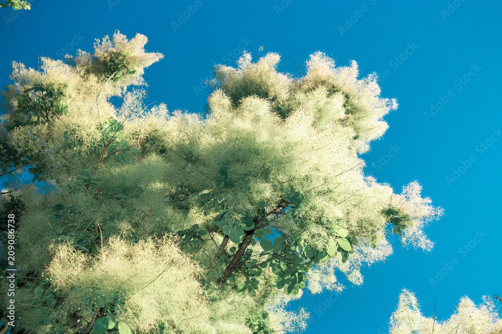 Naklejka premium Blue sky & tree