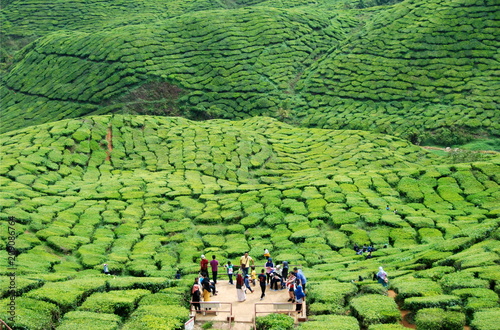 Beautiful tea plantations of Cameron Highlands in Malaysia photo