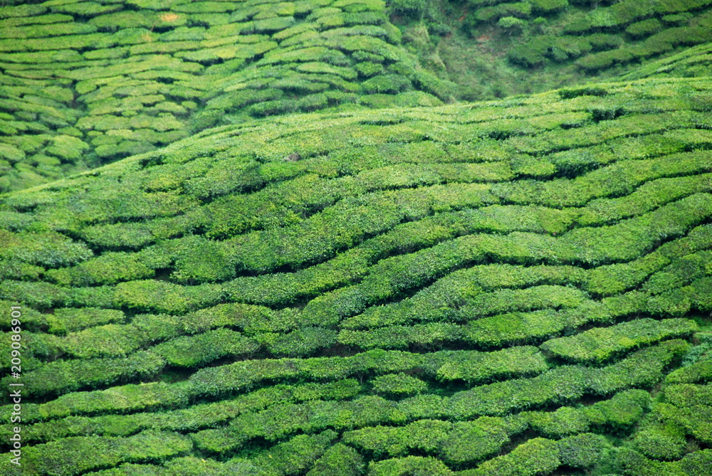 Detail of tea plantations in Cameron Highlands, Malaysia
