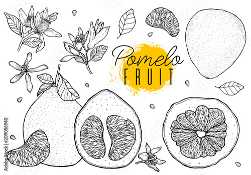 Set vector hand drawn pomelo fruit. Vintage style,Black contour.