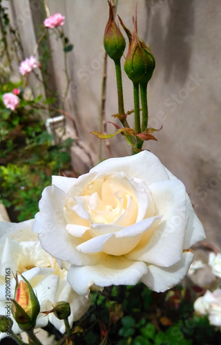 White rose in a garden  