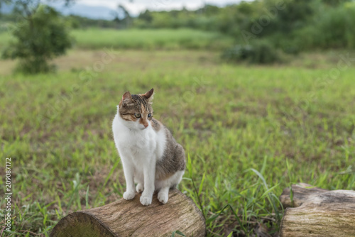 cat on the wood