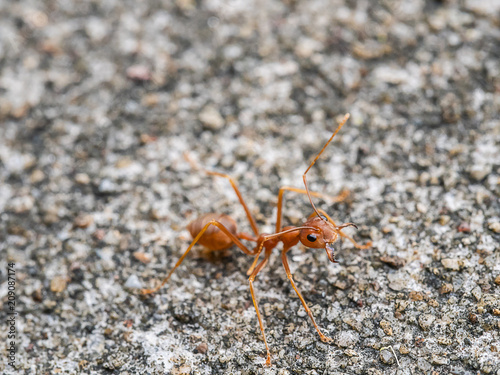  Ant.