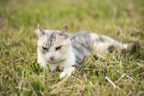 kitty on the grassland
